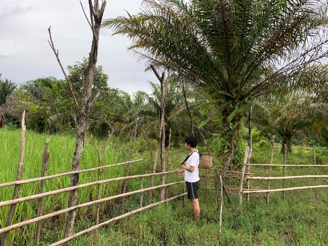 he Benawan people's fields are gradually being encroached upon by oil palm plantations / author 
